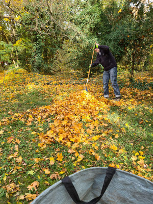 Wiesen mit Laub bedeckt