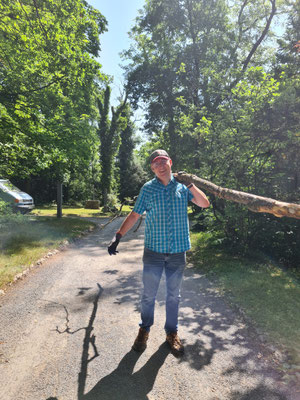 Die starken Helfer tragen abgestorbene Äste weg, die zersägt werden müssen