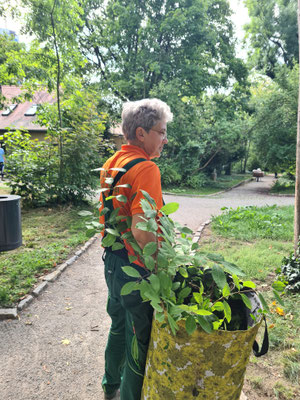 Unkrautbeseitigung....