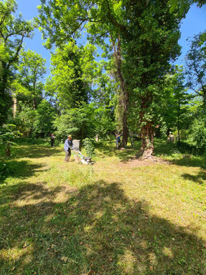 auch mit abgestorbenen Efeuranken...