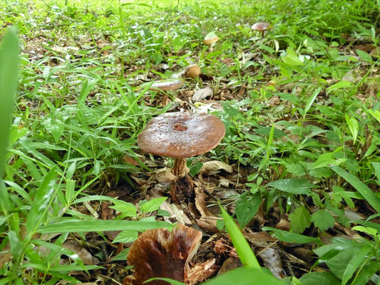キノコがあちこちから顔を出す