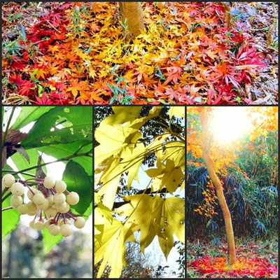 輝く紅葉