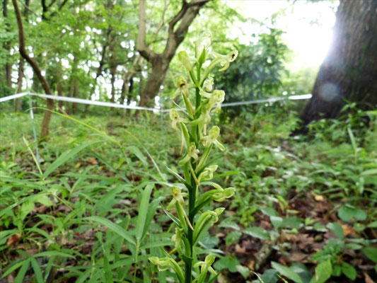 オオバノトンボソウの花が咲いています