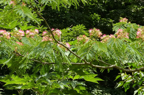 樹上に咲くネムの花