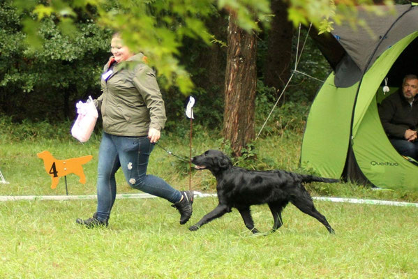Pest Puppy in Show