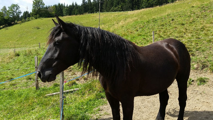 02.09.2016 Giovanni ist ausgezogen 