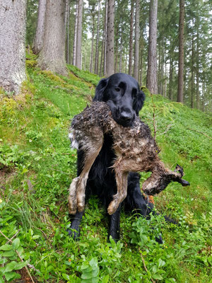 Wildtrainig Juli 2018