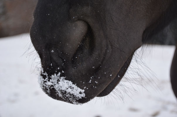 Winter 2015