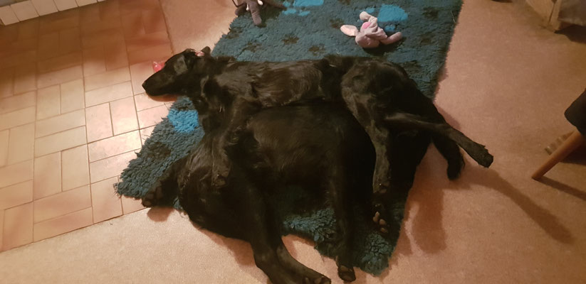 Kuscheln mit Buddy März 2020