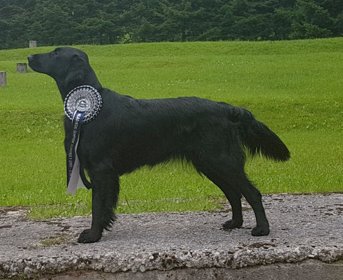Slowenischer Jugenchampion CACIB Bled 2018 Juni 