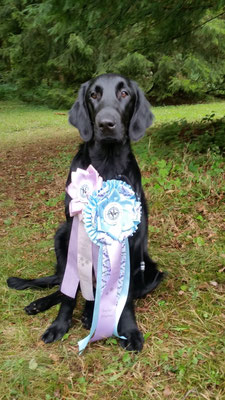 Best Puppy in Show Flat Treffen Harburg 