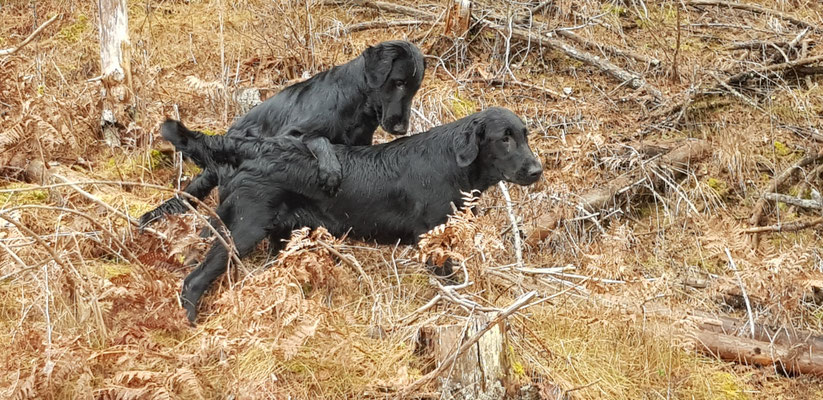 Spencer und Buddy