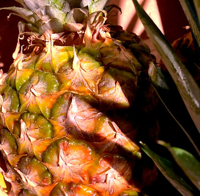 Ananas