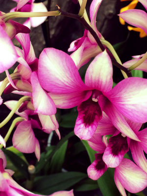 Orchidee