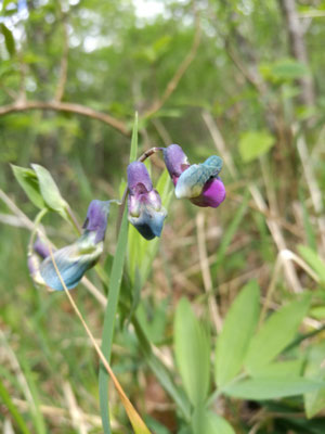 Amis botanistes, quelle est donc cette jolie fleur ?