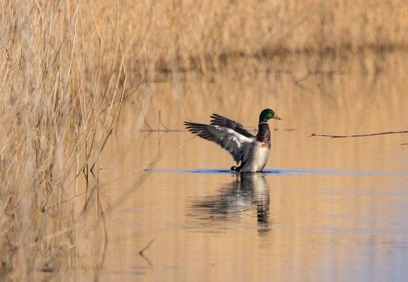 Stockente (Anas platyrhynchos) / mallard