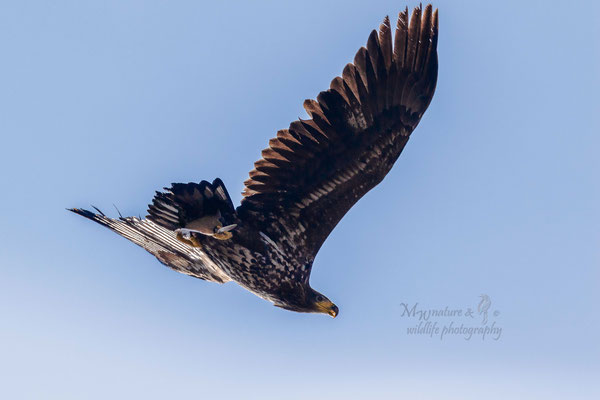 Seeadler / White-tailed eagle (Haliaeetus albicilla) 