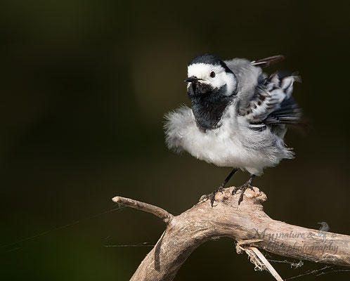 Bachstelze / wagtail (Motacilla alba)