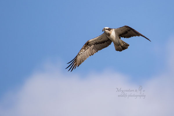 Osprey / Der Fischadler (Pandion haliaetus)