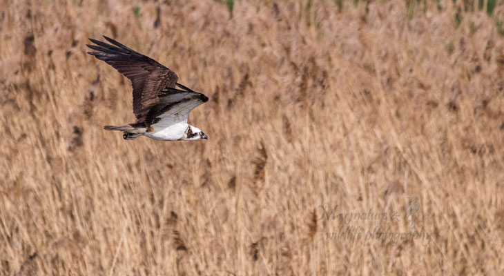 Osprey / Der Fischadler (Pandion haliaetus)