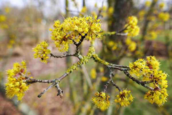 Kornelkirschenblüte