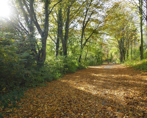 Waldbaden im Herbst