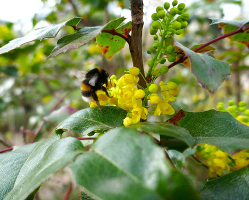 Hummel auf Mahonie