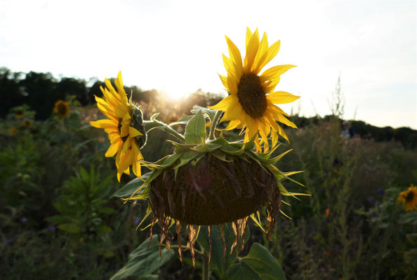 Sonnenblumen