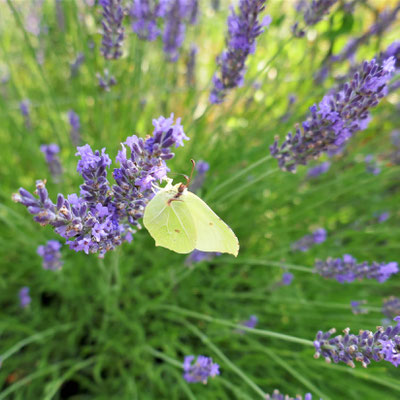 Lavendel mit Zitronenfalter