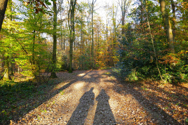 Besucher Herbstwald