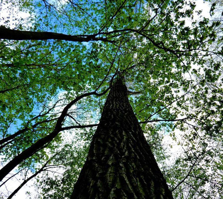 Waldhimmel