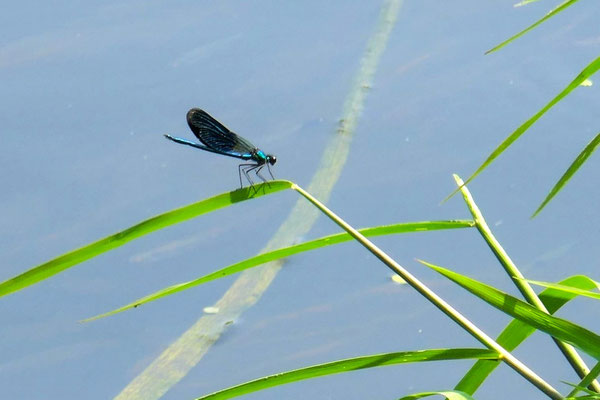 Prachtlibelle