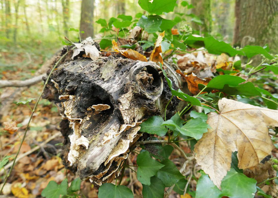 Drachen der Natur