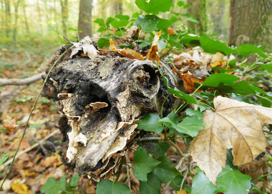 Drachen der Natur