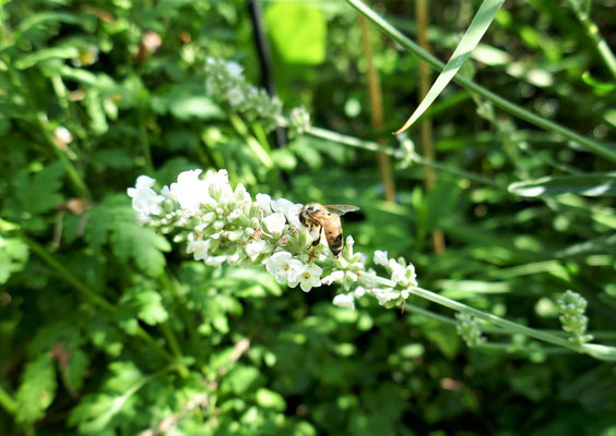 Lavendel weiß