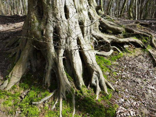 Mit dem Wald verwurzeln