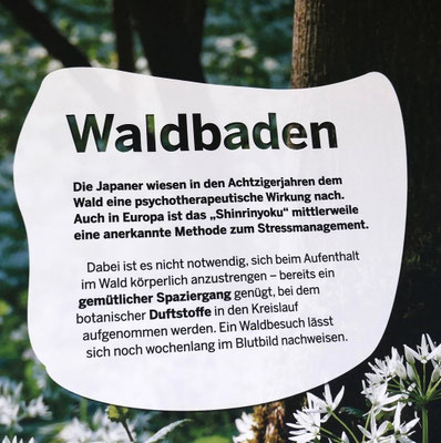 Stressmanagement im Wald