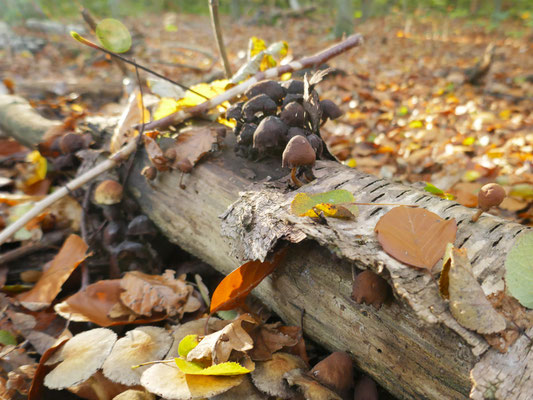 Waldpilze