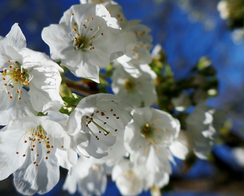 Apfelblüte
