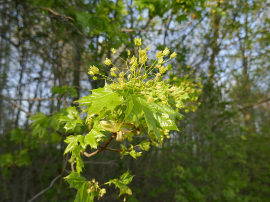 Spitz-Ahorn