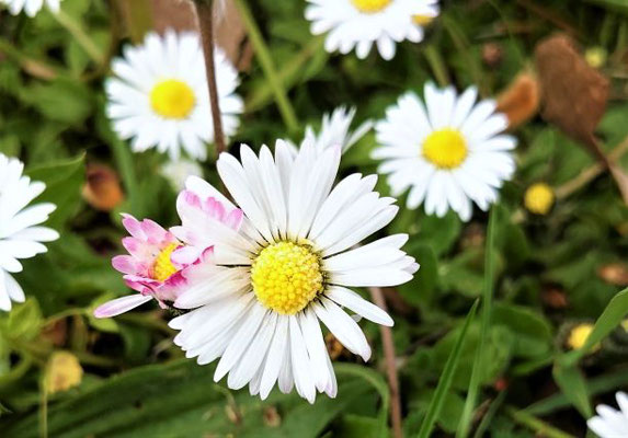 Gänseblümchen