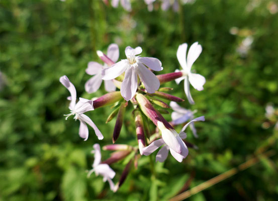 Seifenkraut