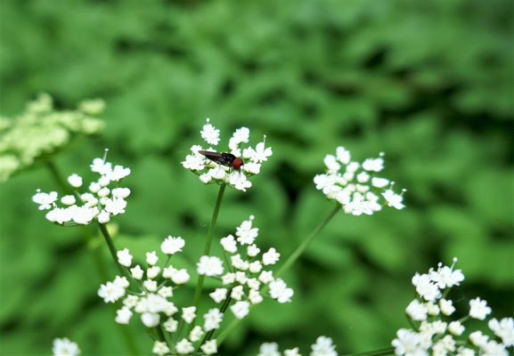 Gierschblüte mit Käfer