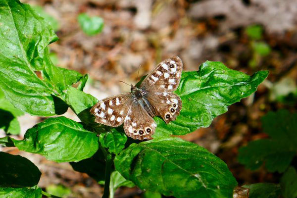Waldbrettspiel Schmetterling
