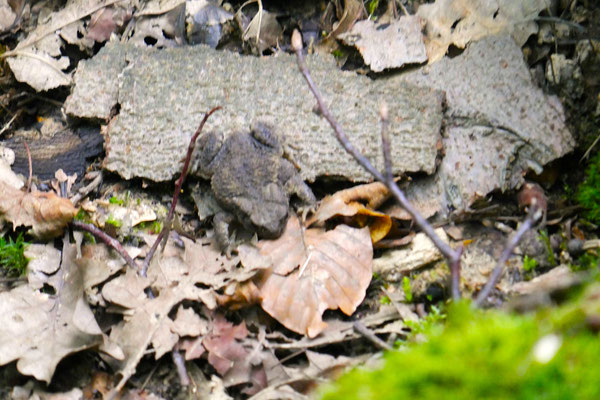 Waldfrosch