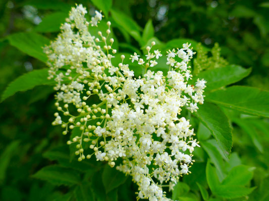 Holunderblüte