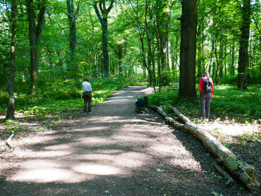 Waldbaden mit allen Sinnen