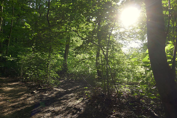 Abendsonne im Wald