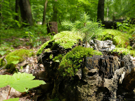 Alter Baum mit neuem Leben