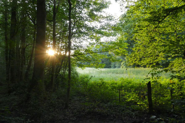 Waldbaden Sonnenuntergang